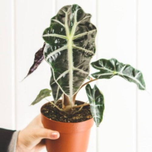 Alocasia amazonica 'Polly'- Masque Africain