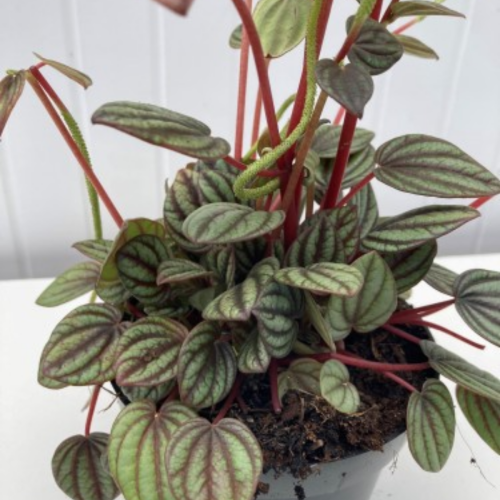 Peperomia albovittata 'Piccolo Banda'