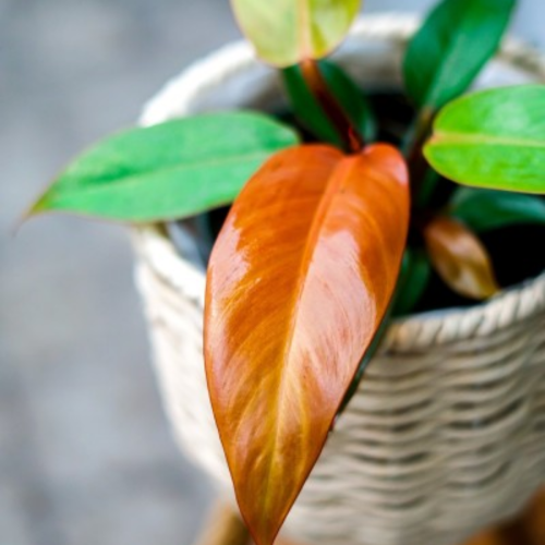 Philodendron erubescens 'Red Sun'