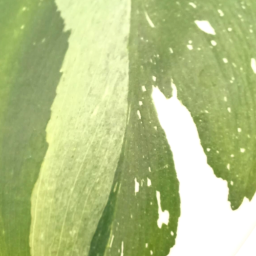 Philodendron erubescens 'White Princess'