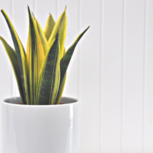 Sansevieria  trifasciata 'Golden Flame'