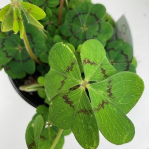 Oxalis deppei 'Iron Cross'