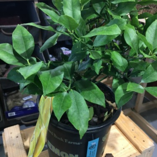 Citrus aurantiifolia - Limettier acide