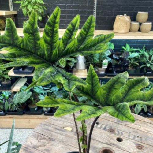 Alocasia 'Jacklyn'