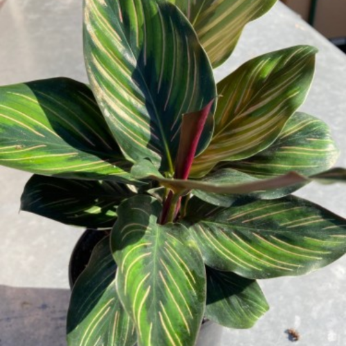 Calathea ornata 'Beauty Star'- Plante paon