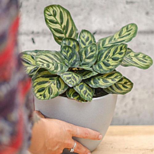 Calathea makoyana - Plante Paon