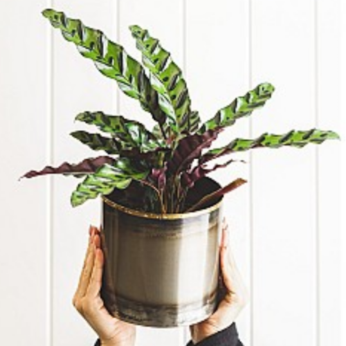 Calathea lancifolia 'Rattlesnake'