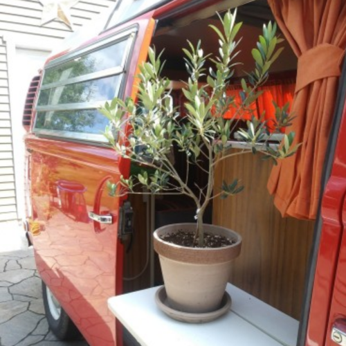 Olea Arbequina - Olivier