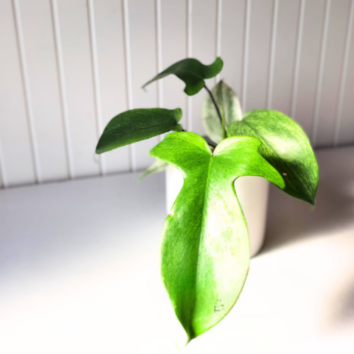 Philodendron 'Florida Ghost' - 4"