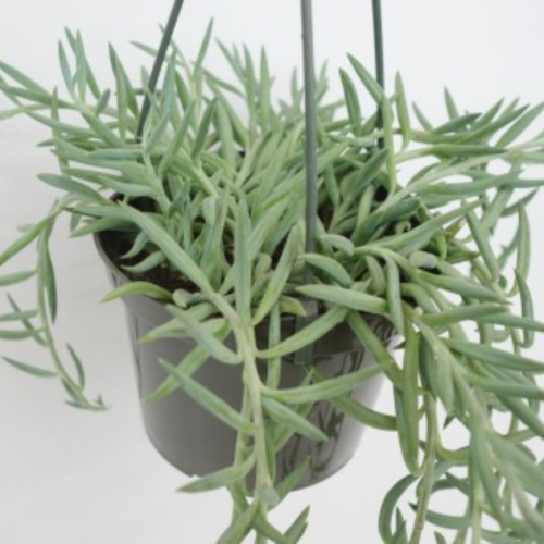 Senecio radicans