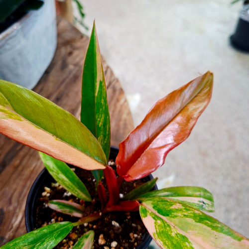 Philodendron 'Caramel Marble Variegata' - 4''