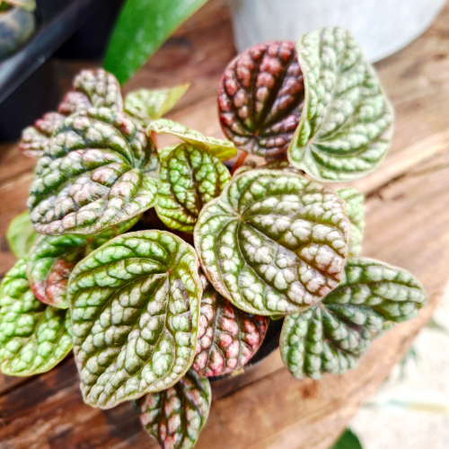 Peperomia 'Pobo Lavender' - 4 ''