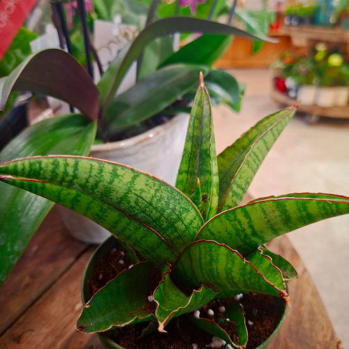 Sansevieria 'Marsha Anjani Variegated' - 4''