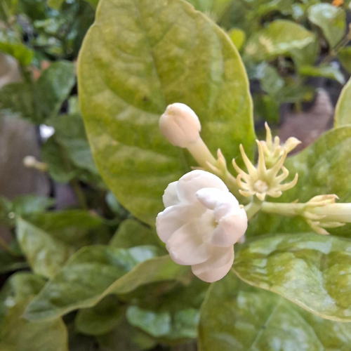 Jasmin 'Maid of Orleans' - 1g