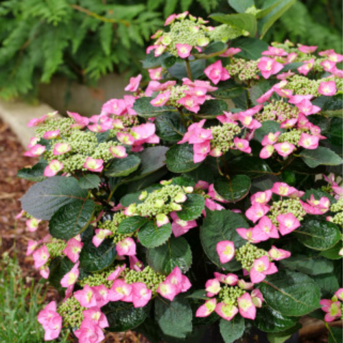 Hydrangea serrata 'Tuff Stuff Top Fun' - 2g