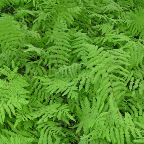 Thelypteris palustris - 1g