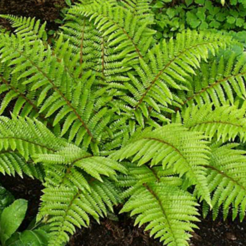 Polystichum polyblepharum - 1g