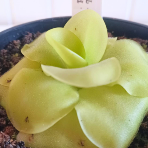 Pinguicula-Plante carnivore