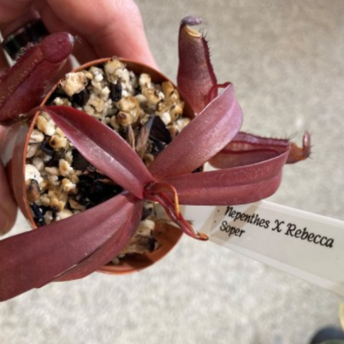 Nepenthes 'Rebecca Soper'