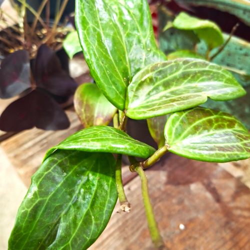 Hoya quinquevervia - 4.25"