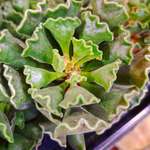 Adromischus cristatus - 2.5"