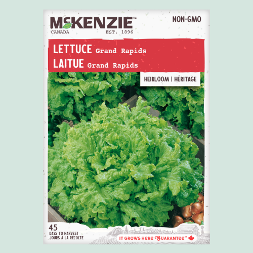 Laitue 'Grand Rapid' Jumbo - Semences