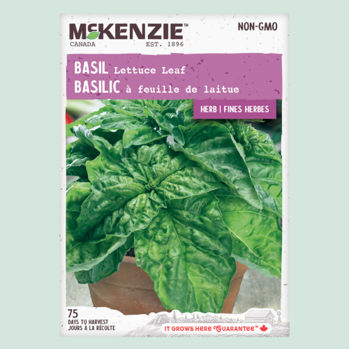 Basilic 'Feuille de Laitue' - Semences