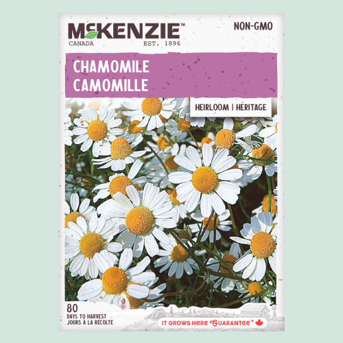 Camomille - Semences