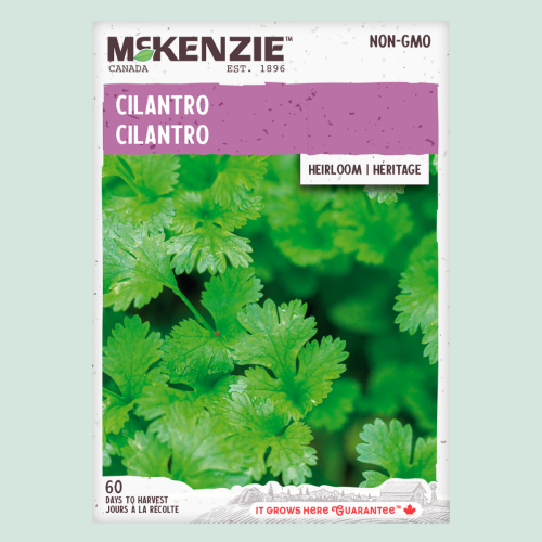 Coriandre - Semences