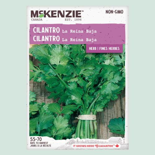 Coriandre 'Reina Baja' - Semences