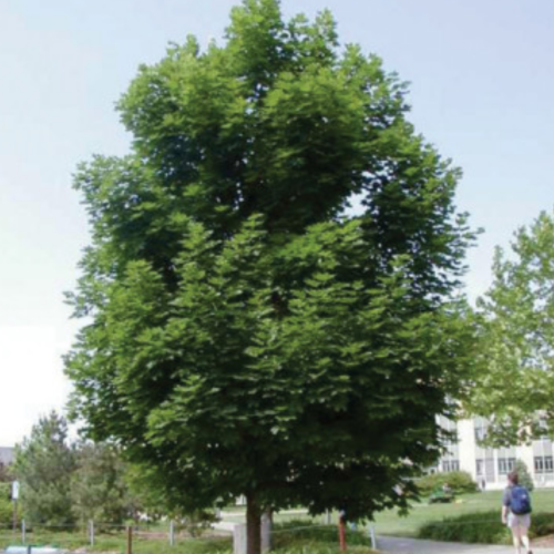 Acer platanoides 'Fairview' - 50mm en pot