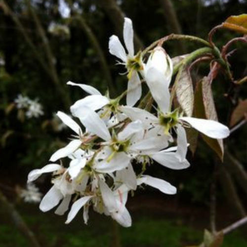Amelanchier canadensis 'Rainbow Pillar'