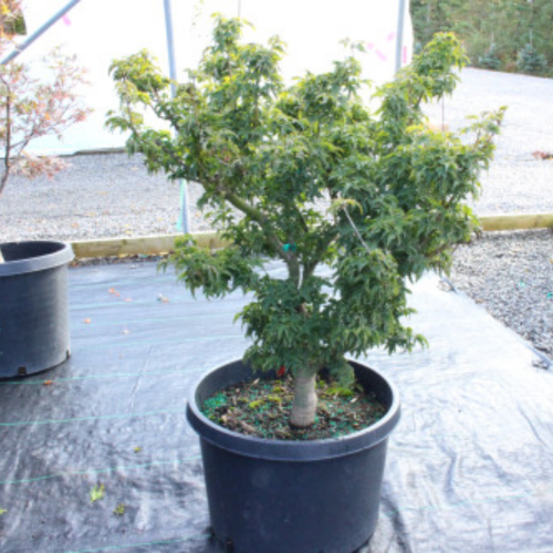 Acer palmatum 'Shishigashira' 
