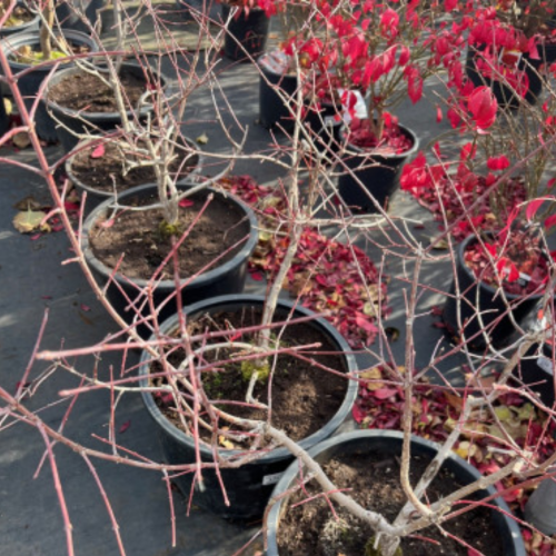 Euonymus bungeanus 'Pink Lady' - 5g
