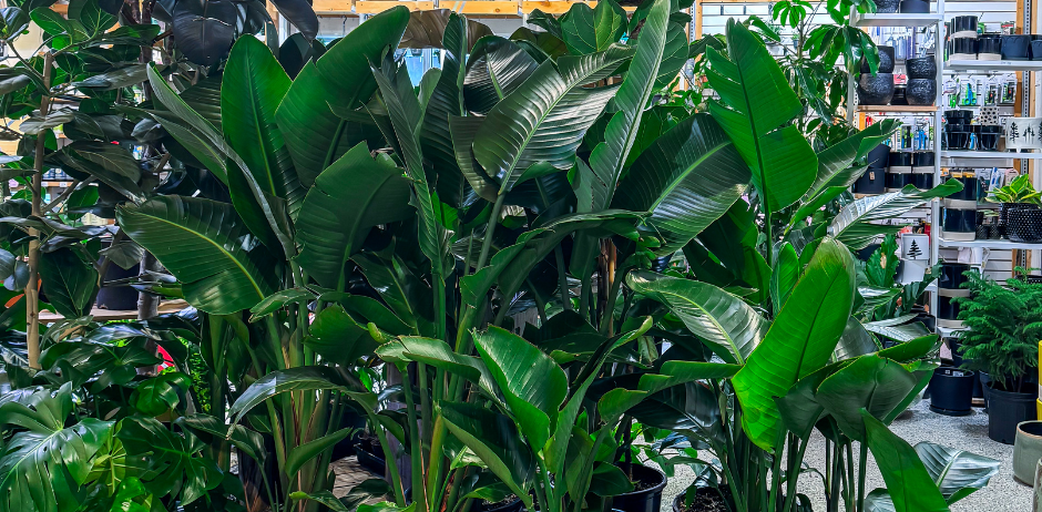 Faucher Plantes & Pavés photo 5