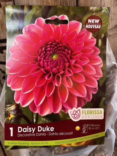 Bulbe de Dahlia 'Daisy Duke'