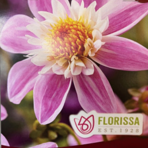 Bulbe de Dahlia 'Impression Famoso' 