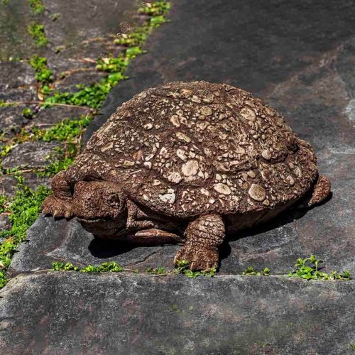 Statue Tortue 'Ole Crusty' - A-502