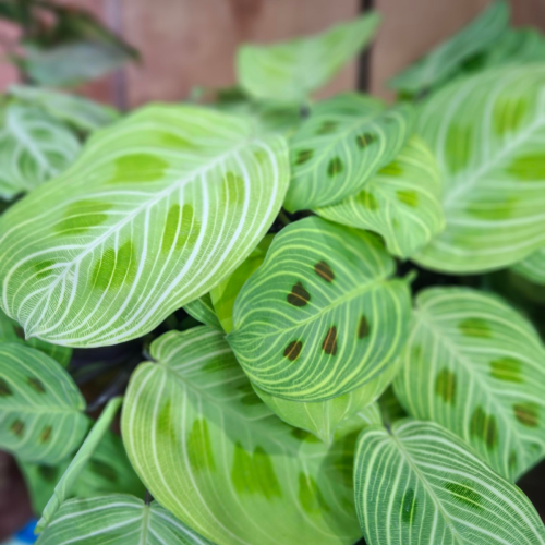 Marantha leuconeura 'Gold Lines' - 6"