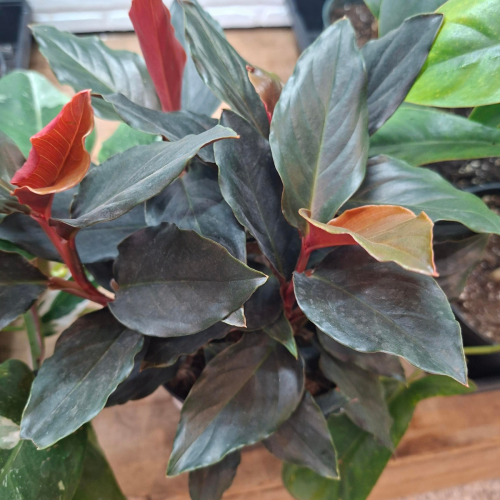 Rhodospatha oblongata - 6"