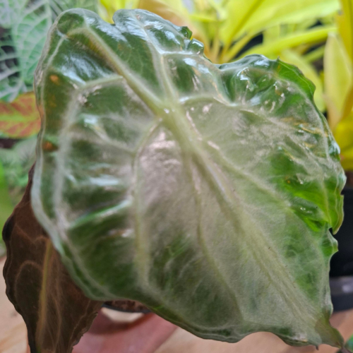 Alocasia 'Venom' - 4''