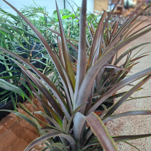 Ananas comosus var. bracteantus - 8"