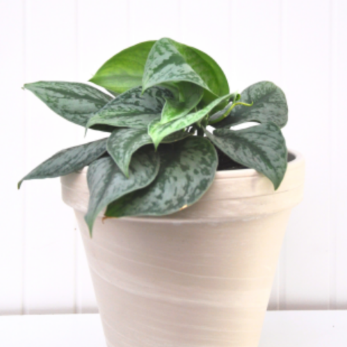 Scindapsus pictus 'Exotica'