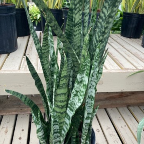 Sansevieria trifasciata 'Wintergreen'