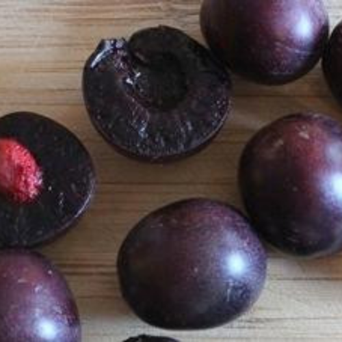 Chum Prune-cerise 'Sapa' - 2g