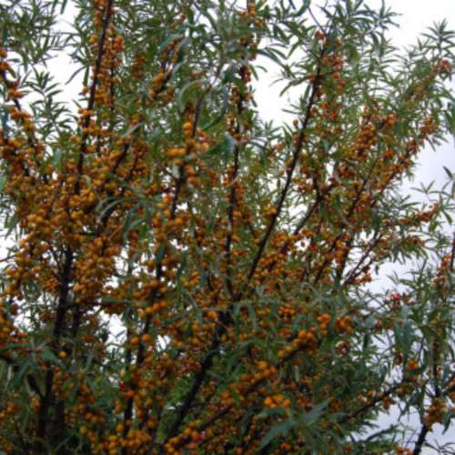 Argousier combo 'Mary & Lord' - 2g