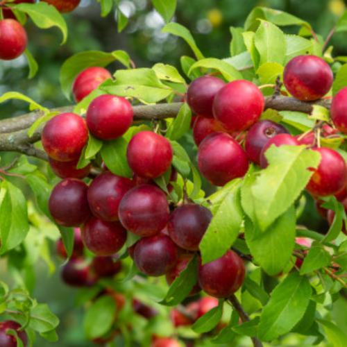 Chum Prune-Cerise 'Mustang' - 2g