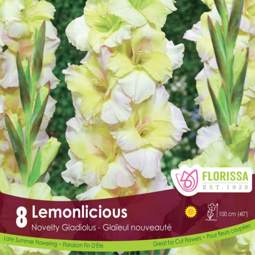 Bulbes de Glaïeul 'Lemonlicious' 