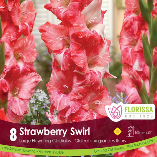 Bulbes de Glaïeul 'Strawberry Swirl'