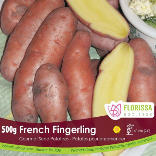 Semence de patates 'Ratte'